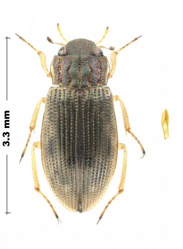 Helophorus sp.